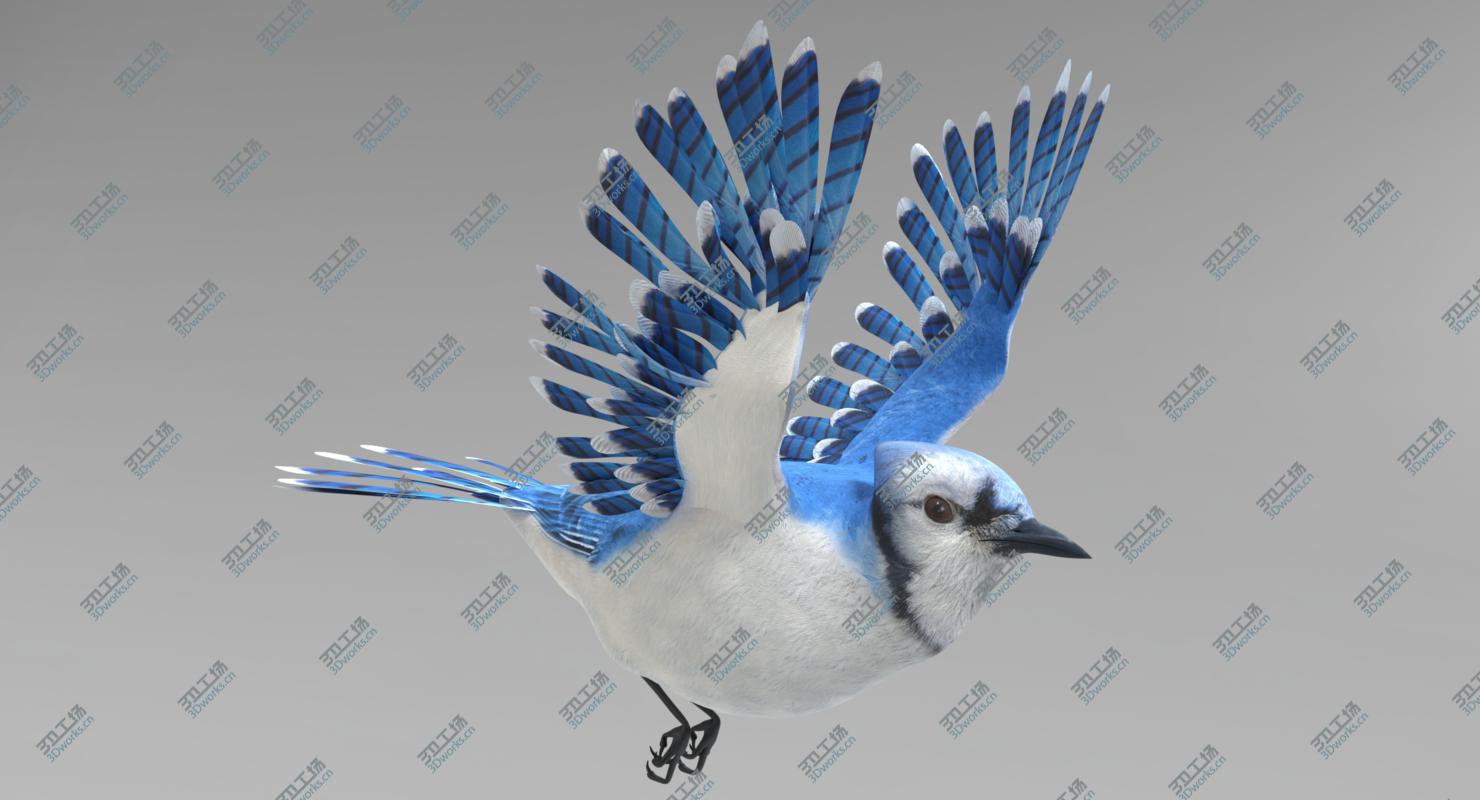 images/goods_img/202104022/Blue Jay Animated 3D model/1.jpg